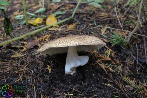 Lepiota aspera (6) (1000 x 667)4.jpg_product_product_product_product_product